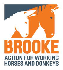 Equine Welfare-Brook Ethiopia